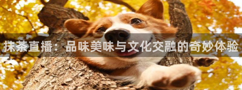 178直播篮球直播：抹茶直播：品味美味与文化交融的奇妙体验